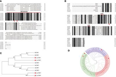 Involvement of CBF in the fine-tuning of litchi flowering time and cold and drought stresses